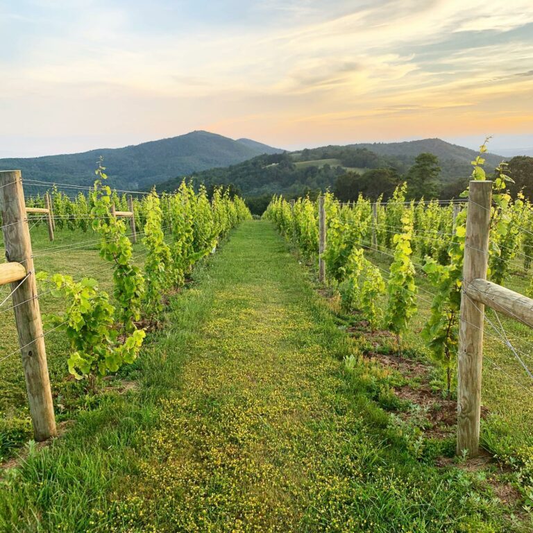 Successful Virginia Winery (Central Virginia)