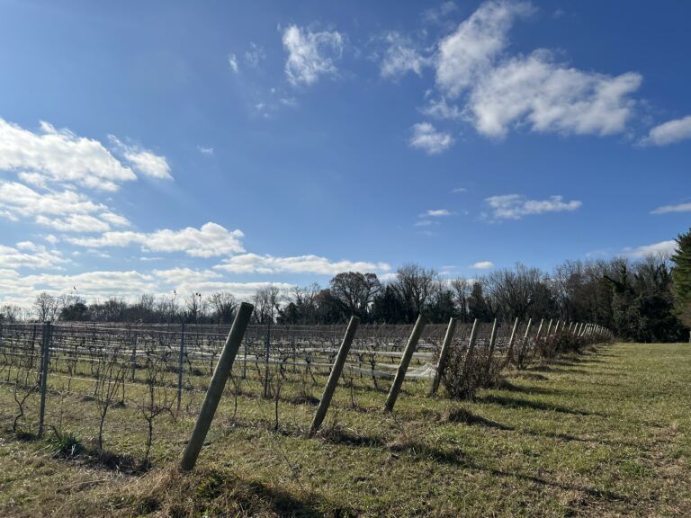 28.85 Acres + Vineyard in Goochland, VA