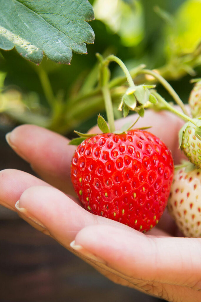 Strawberry Picking