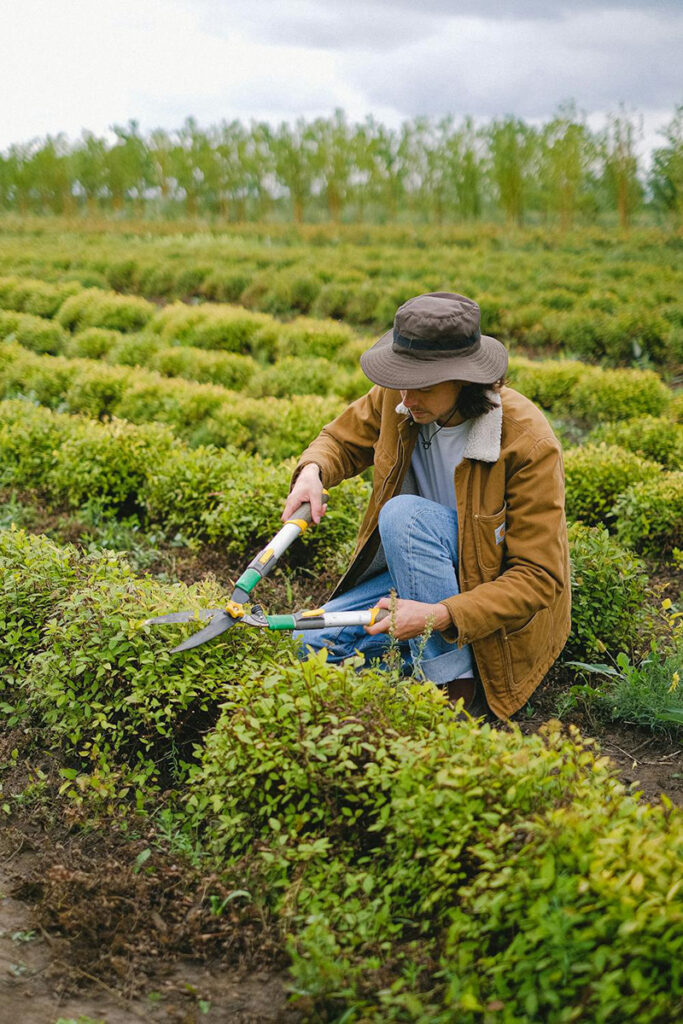 Man Pruning Plants